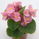 Afbeelding Begonia Semperflorens Premium Pink